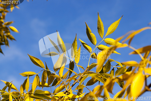 Image of yellowed maple leaves