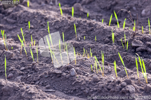 Image of young grass plants, close-up