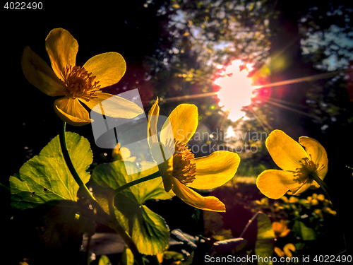 Image of Caltha palustris