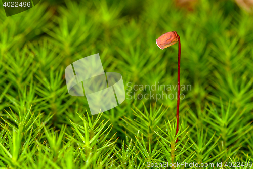 Image of  Polytrichum commune / Bjørnemose