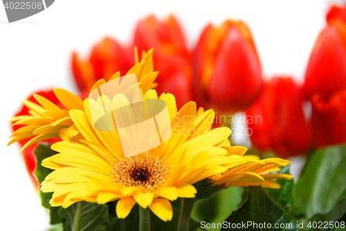 Image of Gerbera