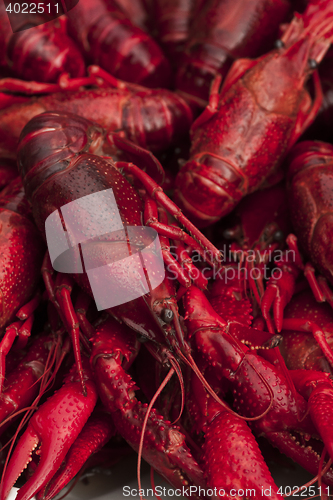 Image of crayfish