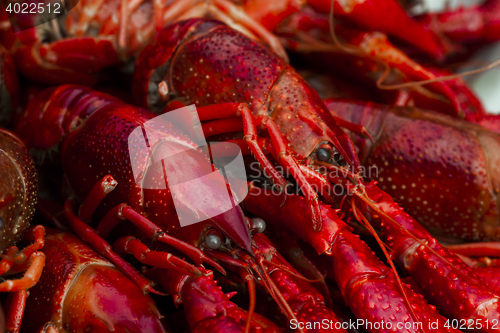 Image of crayfish
