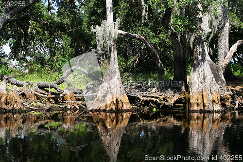 Image of tropical swamp