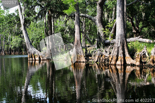 Image of swamp forest