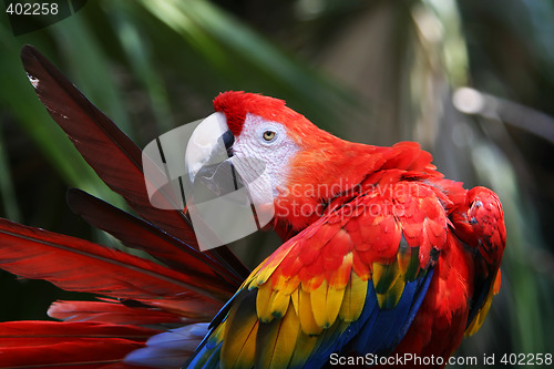 Image of red parrot