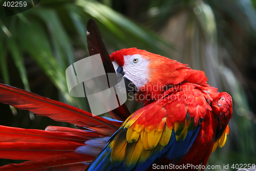 Image of parrot