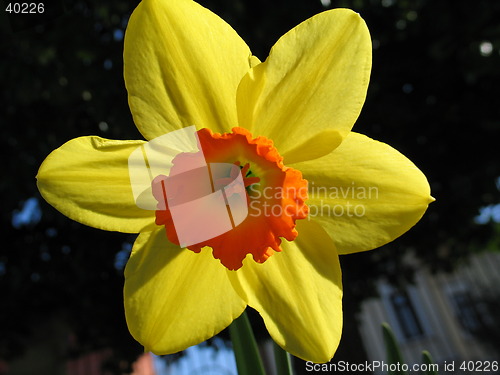 Image of Summer flower