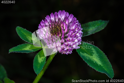 Image of Clover