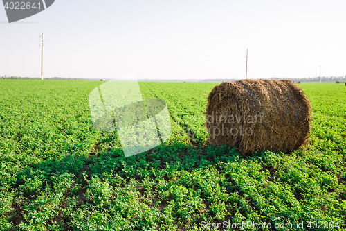 Image of hay stacks on green field