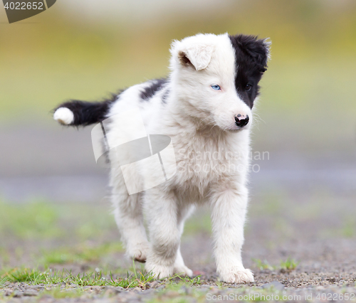 Image of Border Collie puppy on a farm