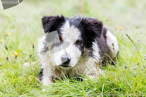 Image of Playful Border collie