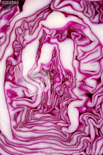 Image of Cut face of red cabbage background