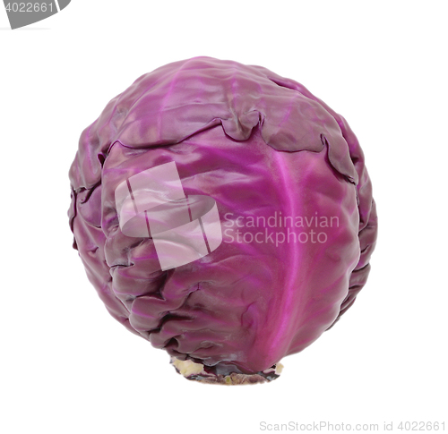Image of Whole raw red cabbage