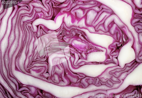 Image of Cross section of red cabbage background