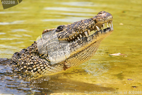 Image of cuban crocodile