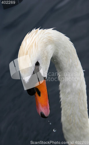 Image of sad swan