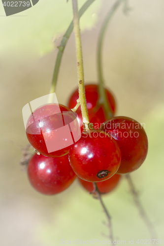 Image of 