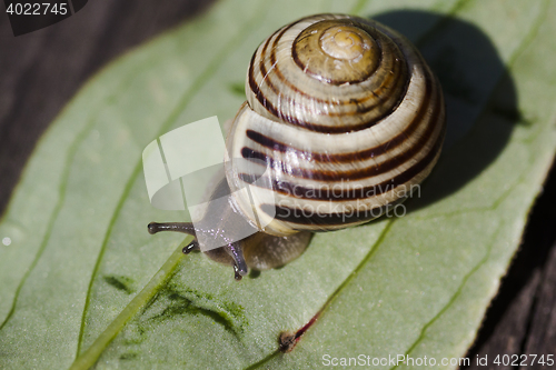 Image of snail