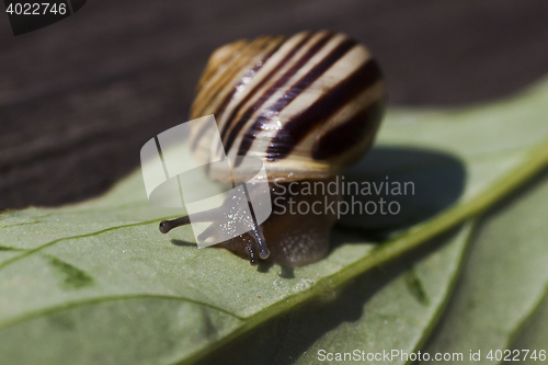 Image of snail