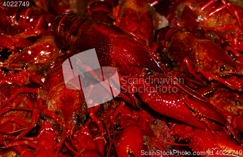 Image of crayfish