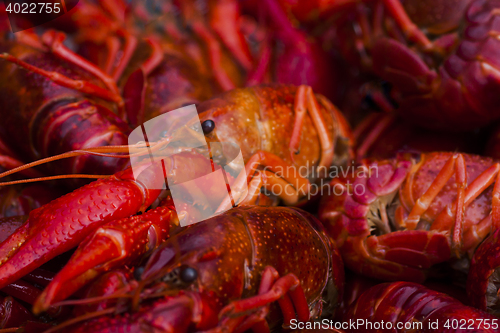 Image of crayfish