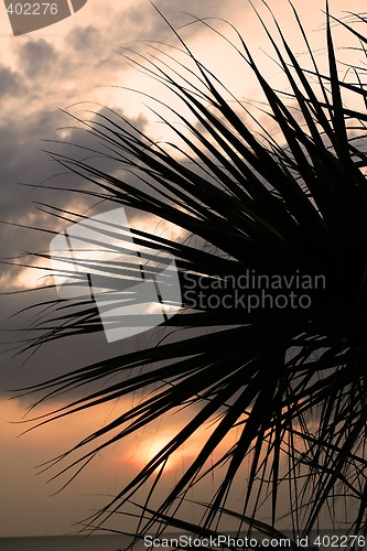Image of palm sunset