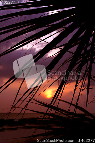 Image of palm sunset