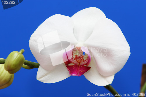 Image of macro orchid