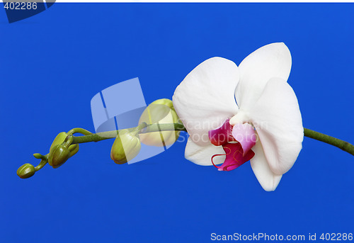 Image of white orchid