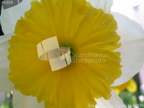 Image of Spring flower