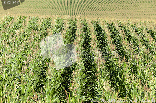 Image of corn field, agriculture