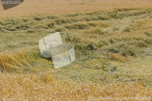 Image of destroyed by the storm wheat