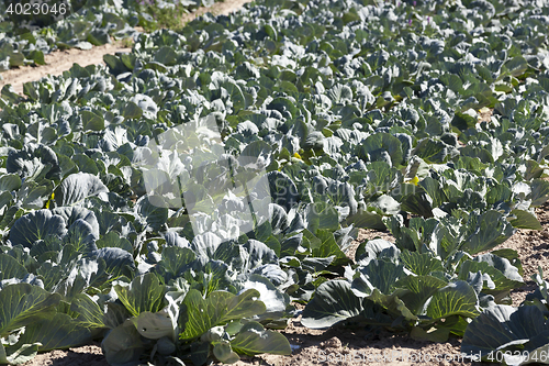 Image of green cabbage in a field