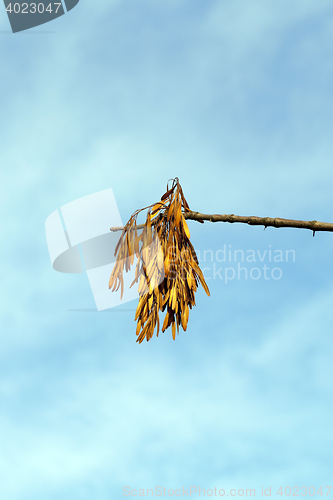 Image of autumn in the park