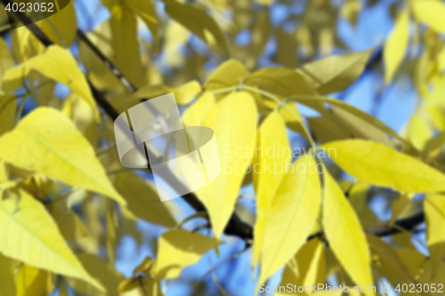 Image of autumn in the park