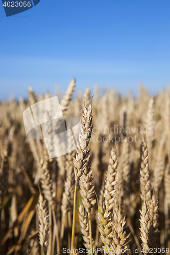 Image of farm field cereals