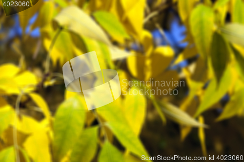 Image of autumn in the park