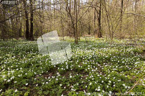 Image of spring flowers white