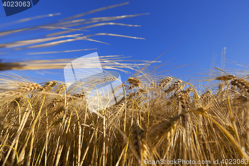 Image of farm field cereals