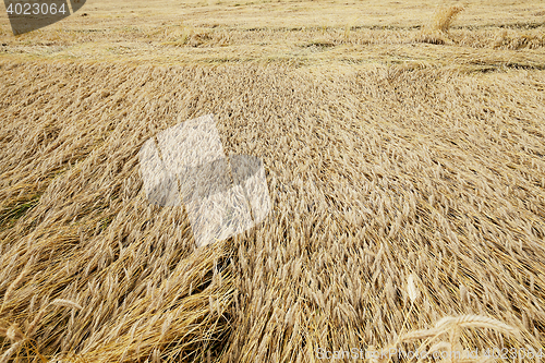 Image of destroyed by the storm wheat