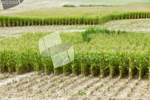 Image of collection corn crop, close-up