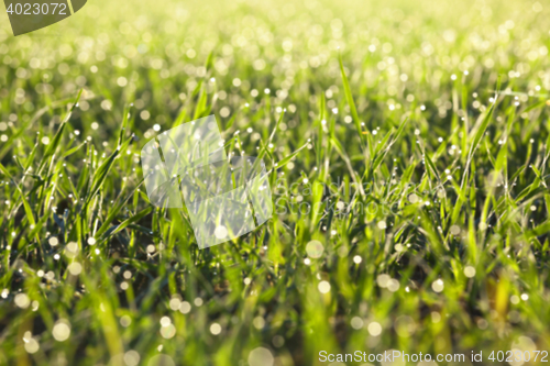 Image of young grass plants, close-up