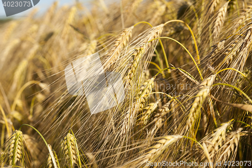 Image of Field of cereal in the summer