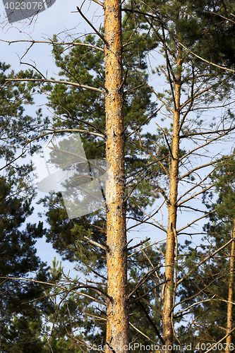 Image of photographed the tops of pines