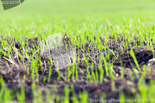 Image of young grass plants, close-up