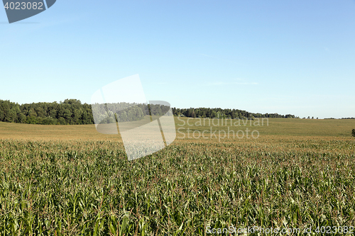 Image of Corn field, summer