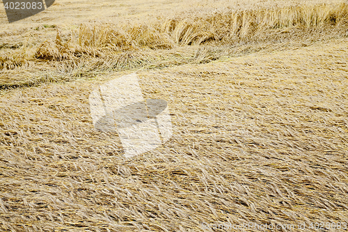 Image of destroyed by the storm wheat