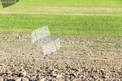 Image of young grass plants, close-up