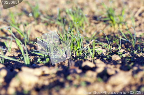 Image of young grass plants, close-up